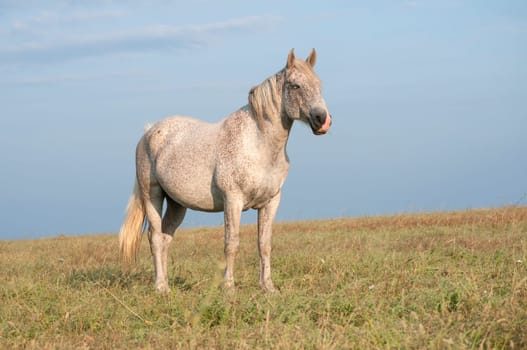 Lonely spotted horse on late summer meadow and blue sky background