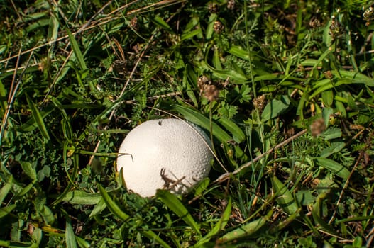 Fresh puffball mushroom grows in green grass soil