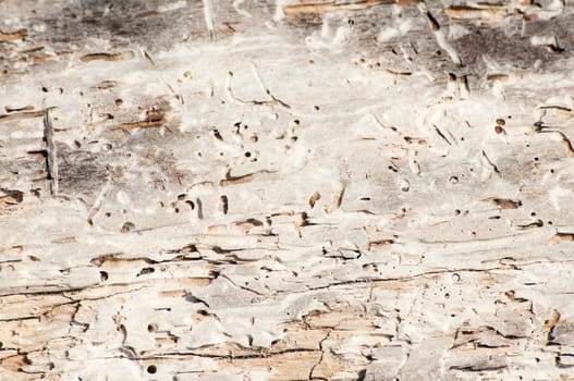 Dry weathered wood surface structure closeup as background
