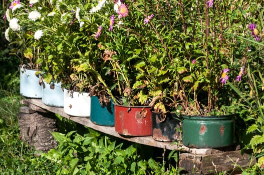 Old battered metal saucepans as flowerpots in village yard