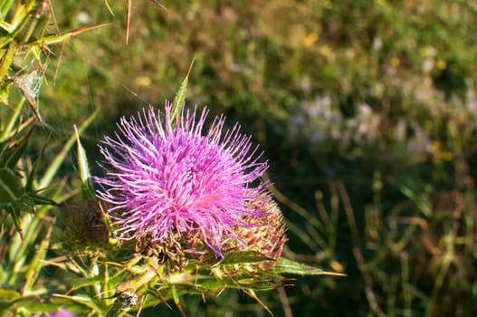 Thistle blossoms closeup on green meadow background
