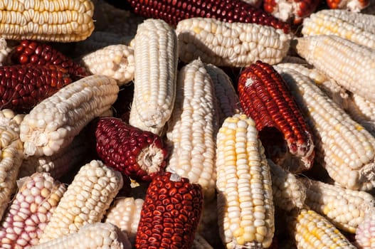 White and red raw organic corncobs closeup as background