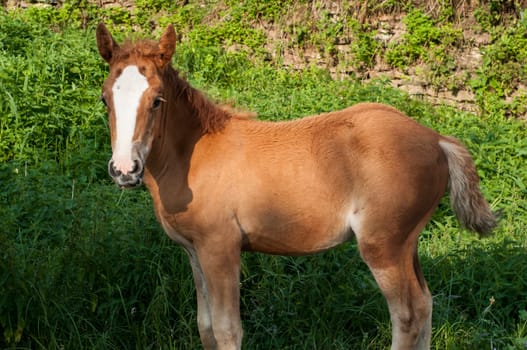 Brown foal amid green vegetation background
