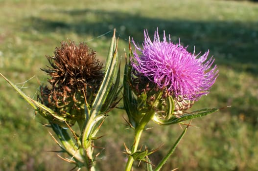 Thistle blossoms closeup on green meadow background