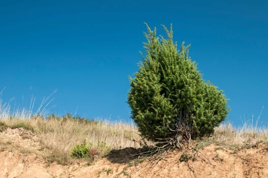 Juniper bush on dry sandy soil