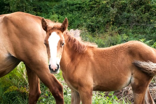 Brown foal and mare amid green vegetation background