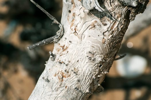 Dry weathered wood surface structure closeup as background