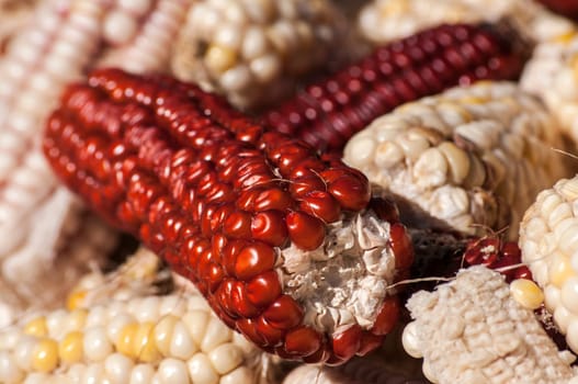 White and red raw organic corncobs closeup as background