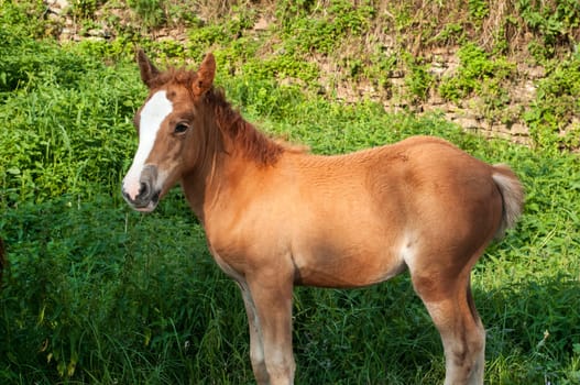 Brown foal amid green vegetation background