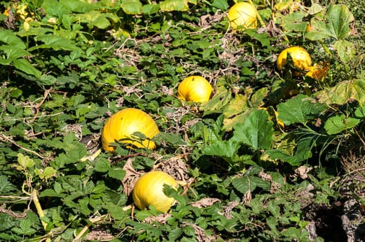 Organic pumpkins in rural vegetable garden in sunny day