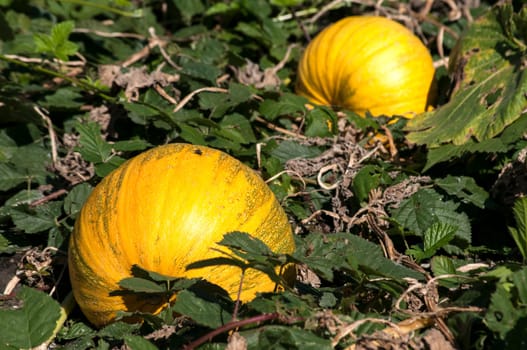 Organic pumpkins in rural vegetable garden in sunny day
