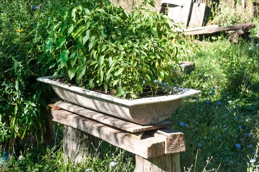 Seedlings planted in old weathered metal washtub in rural garden