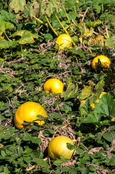 Organic pumpkins in rural vegetable garden in sunny day