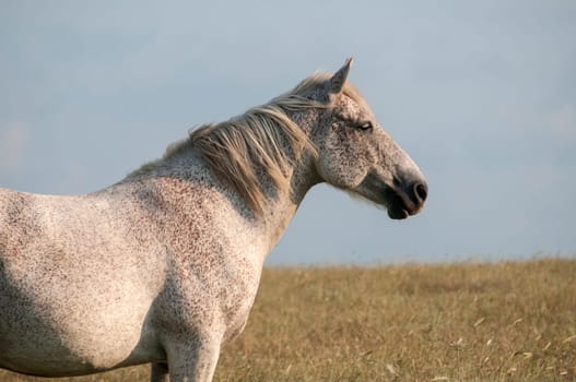 Lonely spotted horse on late summer meadow and blue sky background