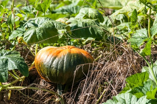Organic pumpkins in rural vegetable garden in sunny day