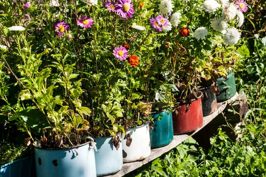 Old battered metal saucepans as flowerpots in village yard