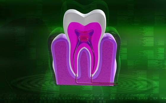 Digital illustration of teeth cross section in colour background
