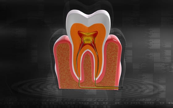 Digital illustration of teeth cross section in colour background