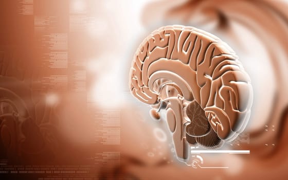 Digital illustration of brain in colour background