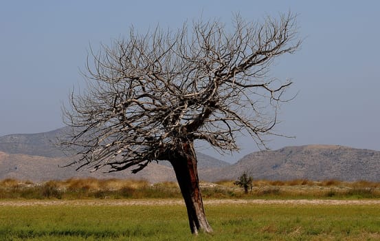Tree on Kos