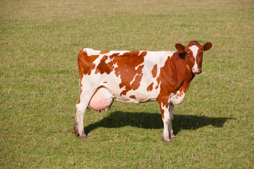 Dutch cow in the meadow.