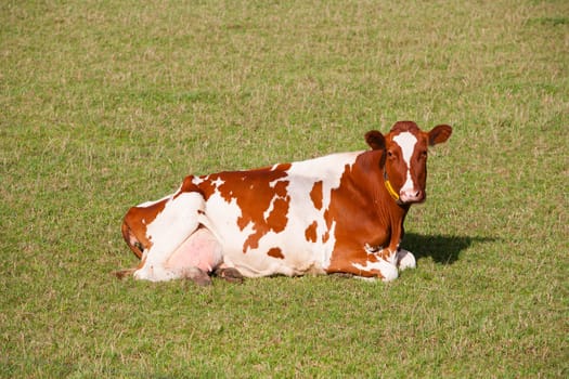 Dutch cow in the meadow.