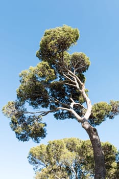 Big Tree