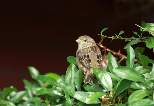 Sparrow