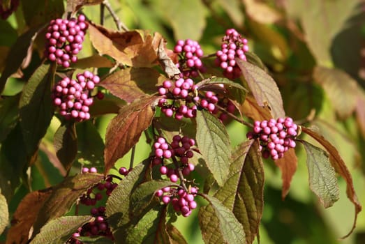 Love pearl shrub