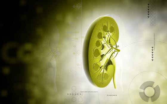 Digital illustration of kidney in colour background