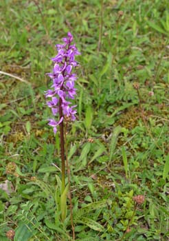 Orchid