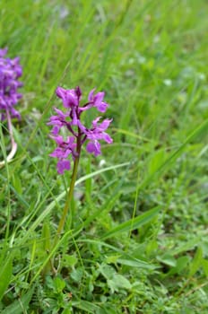 Orchid