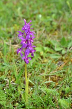 Orchid