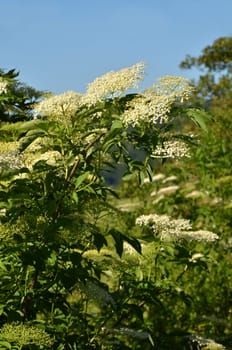 Elderflower