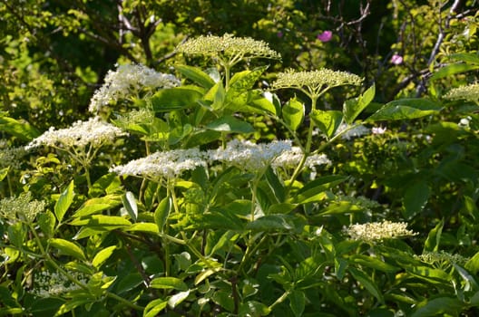 Elderflower