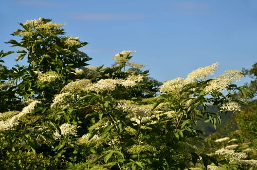 Elderflower