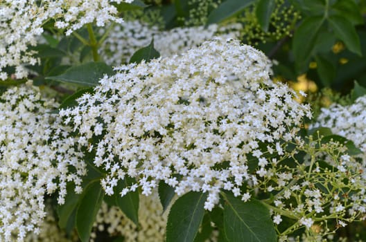 Elderflower