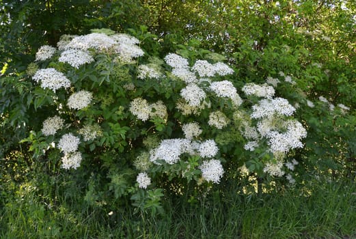 Elderflower
