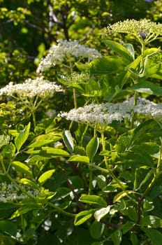 Elderflower