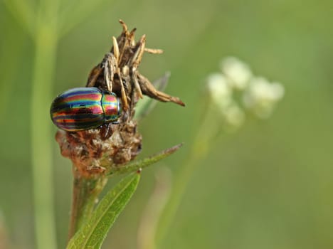 Rainbow leaf beetle (Chrysolina cerealis) on flowered flake flower