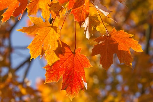 Orange and red leaves of maple. Autumn nature background.