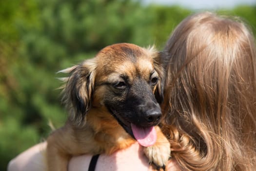 Young woman is holding a dog. Woman is turned back to the camera and the dog is looking over her shoulder at the camera. Shooting outdoors. Horizontally.