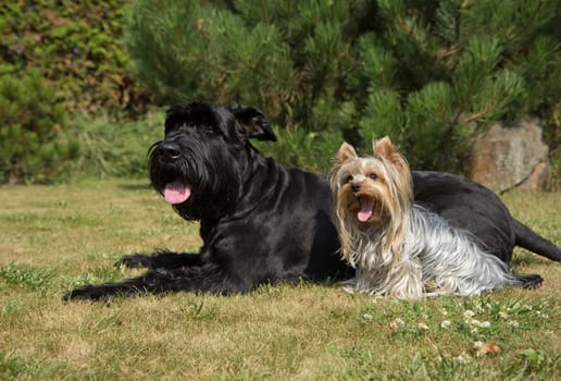 Yorkshire Terrier and Big Black Schnauzer Dod on the lawn. Both dogs have protruding tongue.