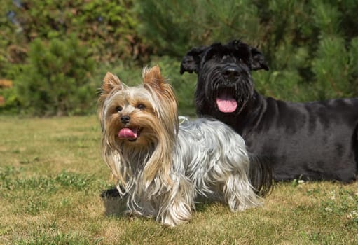 Yorkshire Terrier and Big Black Schnauzer Dod on the lawn. Both dogs have protruding tongue.