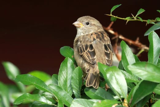 Sparrow