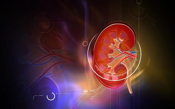 Digital illustration of kidney in colour background