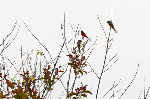 Scarlet Minivet birds (Pericrocotus Flammeus) Males are redness, Female and the chicks will be yellow in Thailand