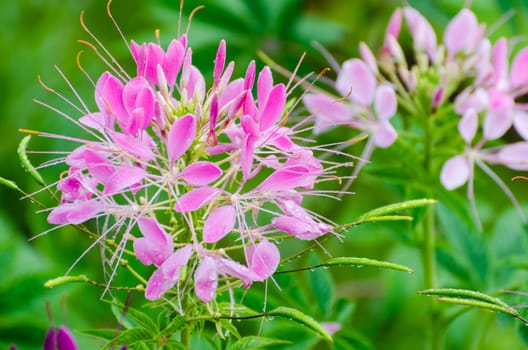 Close up pink Cleome or Spider flower filled with dew drops in garden