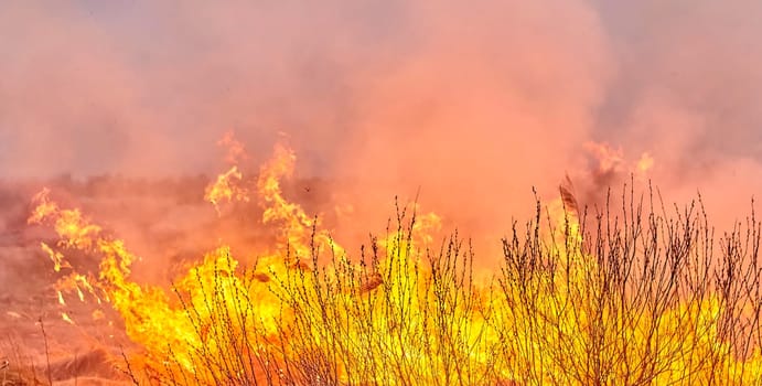 Burning old dry grass in garden. Flaming dry grass on a field. Forest fire. Stubble field is burned by farmer. Fire in the Field.