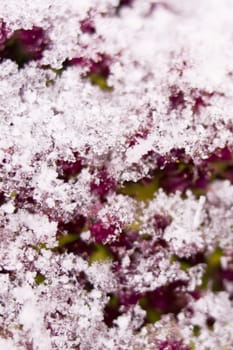 Snow on red plant leaves close up, macrophotography